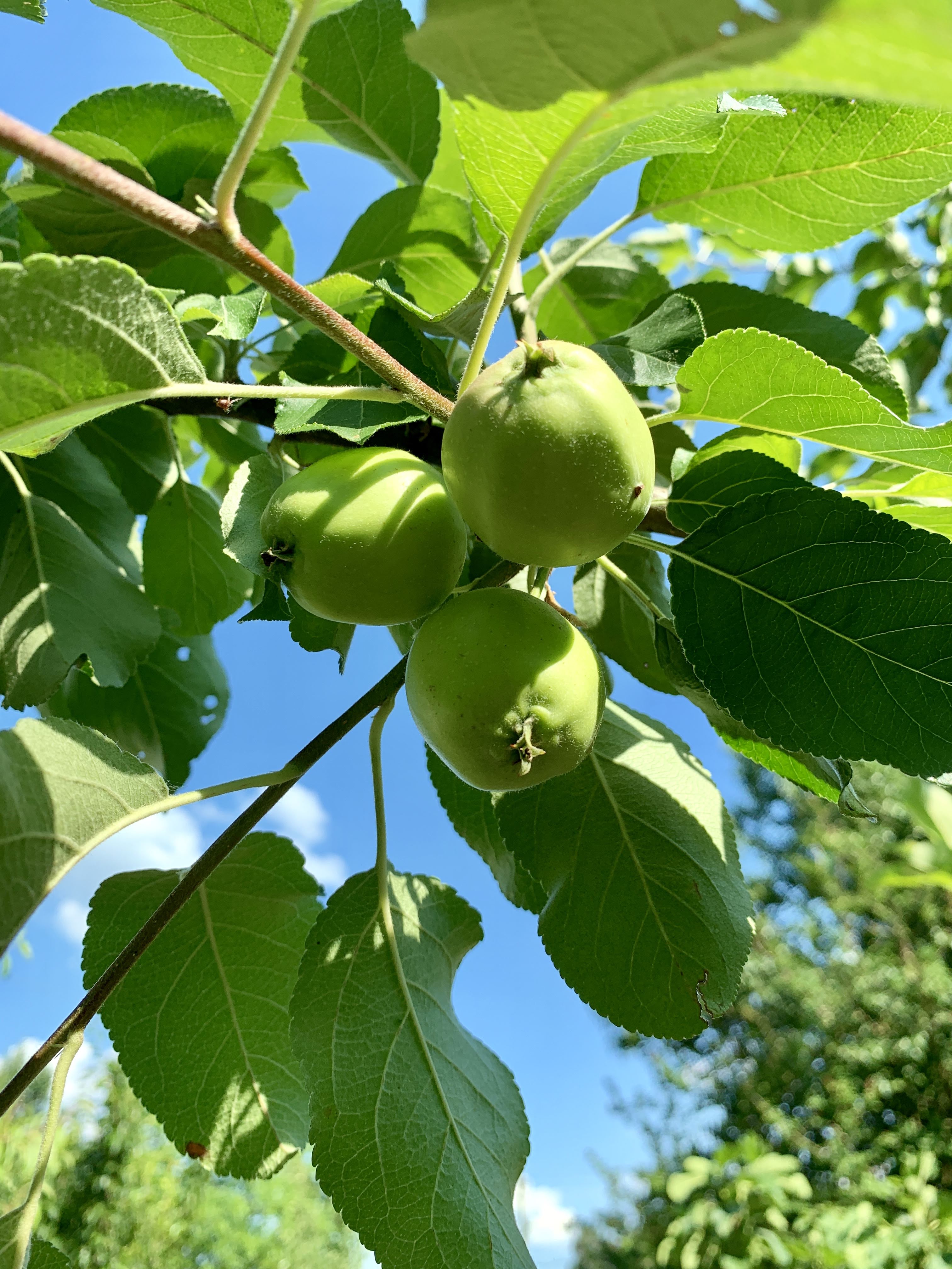 baby fruit